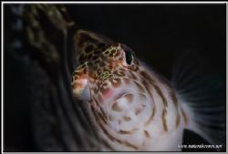 Hawkfish up very close D200/105 by Yves Antoniazzo 